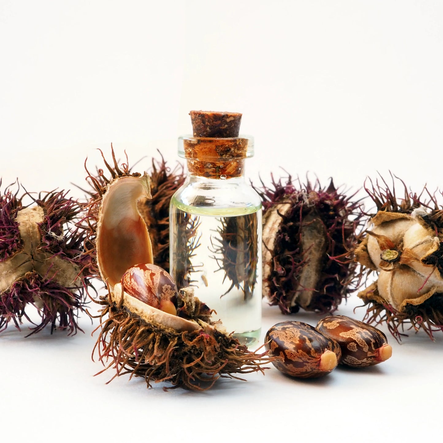 Castor_Oil_1