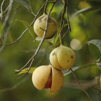 Nutmeg_1