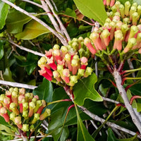 Cloves_ground_1